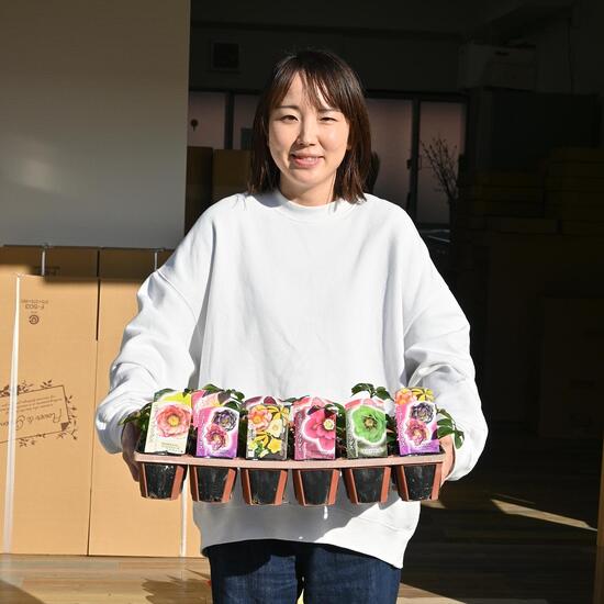 2023年新入荷苗 クリスマスさくら色 ２４種書き割り  クリスマスさくら色苗 色んな類概念を楽しめます