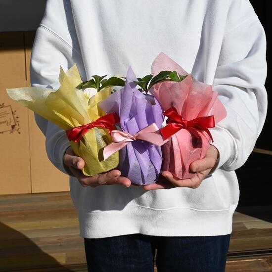 楽天市場】2023年新入荷苗 クリスマスローズ 24種セット クリスマス