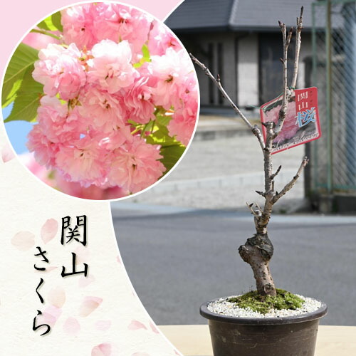 楽天市場】自宅でお花見2025年4月に開花八重桜関山桜 八重桜盆栽 楽天市場】自宅でお花見2025年4月に開花八重桜関山桜 八重桜盆栽