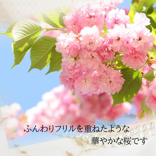 楽天市場】お買い物マラソン期間楽天ポイント2倍2025年4月開花