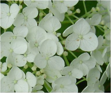 白いアナベルアジサイ2019年6月開花苗  とても丈夫で強い品種ですアナベル苗あじさい大苗当店お勧めアナベル苗です開花後　切り花ししても楽しめます