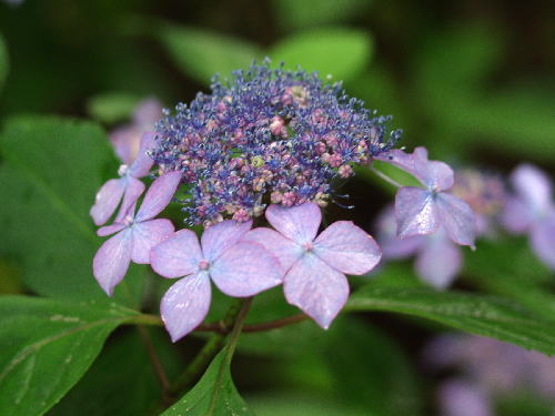 楽天市場 黒姫山アジサイ 大 苗 園芸百貨店何でも揃うこぼんさい