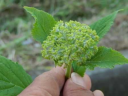 アナベル紫陽花苗 特大大きさ大苗 M前裏側 アジサイそのしきりと 庭前に植えても どんぶり鉢でも アナベルのアジサイが楽しめます ムーンライト以後のお届けは 成功締切剪定後の容態でお届けとなります Digitalland Com Br