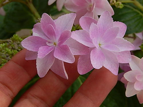 楽天市場 アジサイ ダンスパーティー 紫陽花年6月開花苗 園芸百貨店何でも揃うこぼんさい