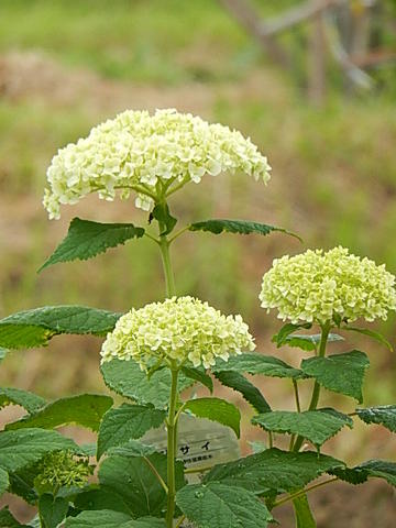 楽天市場 剪定後でのお届けとなります プレゼントにおすす21年6月開花の遅咲アジサイアジサイ鉢植えアジサイアナベル鉢植えアナベル 紫陽花 園芸百貨店何でも揃うこぼんさい