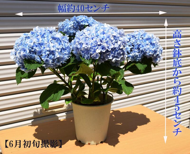 楽天市場 紫陽花 てまりてまり八重咲きあじさい テマリテマリ21年6月以降のお届けは剪定後の状態でのお届けとなります 園芸百貨店何でも揃うこぼんさい