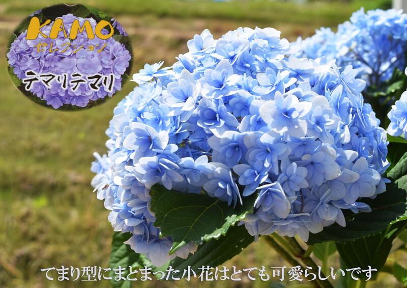 楽天市場 紫陽花 てまりてまり八重咲きあじさい テマリテマリ21年6月以降のお届けは剪定後の状態でのお届けとなります 園芸百貨店何でも揃うこぼんさい