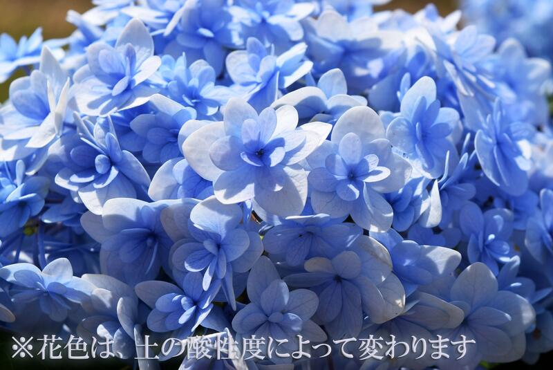 在庫一掃売り切りセール てまりてまりアジサイ剪定後のお届け 紫陽花 肥料付き 育てる紫陽花 テマリテマリ ブルー 剪定した状態でのお届けになります 八重咲き てまりてまり あじさい Whitesforracialequity Org