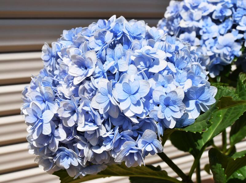 てまりてまりアジサイ剪定後のお届け 紫陽花 肥料付き 育てる紫陽花 テマリテマリ てまりてまり 激安ブランド あじさい 剪定した状態でのお届けになります 八重咲き ブルー