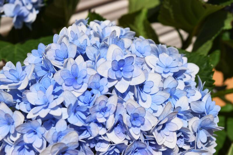 楽天市場 紫陽花 てまりてまり八重咲きあじさい テマリテマリ21年6月以降のお届けは剪定後の状態でのお届けとなります 園芸百貨店何でも揃うこぼんさい