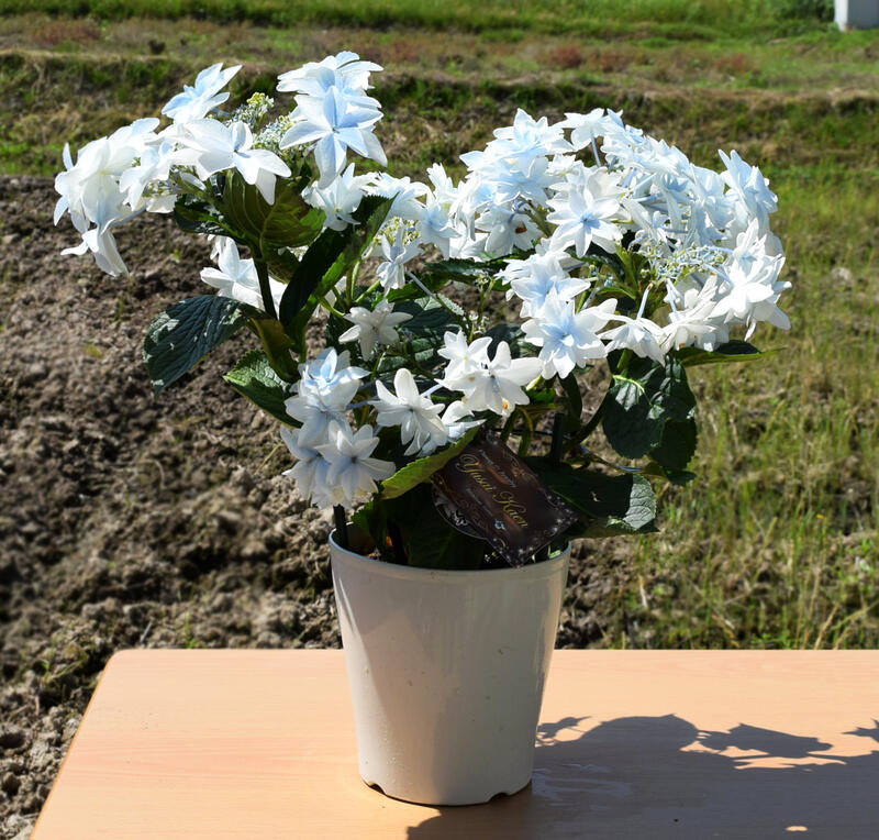 あじさい 泉鳥 八重咲きアジサイ紫陽花 泉鳥 21年6月 日 撮影6月中頃以降のお届けは開花終了剪定後の状態でのお届けとなります紫陽花苗5号 Butlerchimneys Com