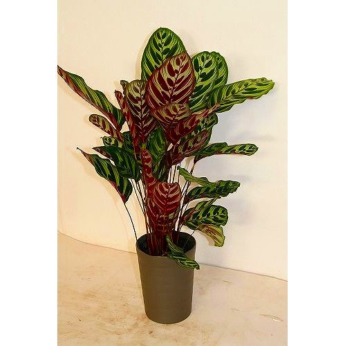 海外限定 リーガスベゴニア ボリアス 花 観葉植物