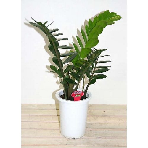 【貨物輸送無料】【差し上げ物に至適】ザミオクルカス・ザミーフォーリア 観葉植物-花・ガーデン・DIY-花・観葉植物