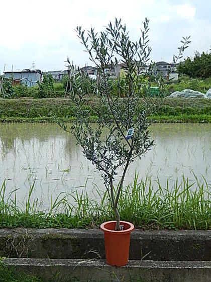 オリーブ マンザ二ロオリーブ\u003cBR\u003e 【観葉草木】\u003cBR\u003eオリーブ プラ鉢入り口・入口