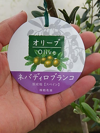 楽天市場 オリーブ ネバディロブランコ 観葉植物 オリーブ 園芸百貨店何でも揃うこぼんさい