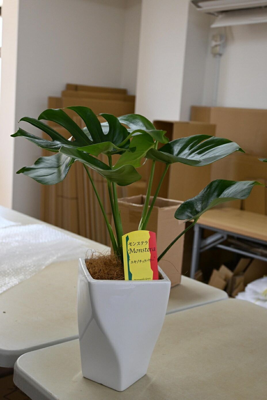 モンステラ 観葉植物の販売・ギフトならフラワーコーポレーション / 観葉