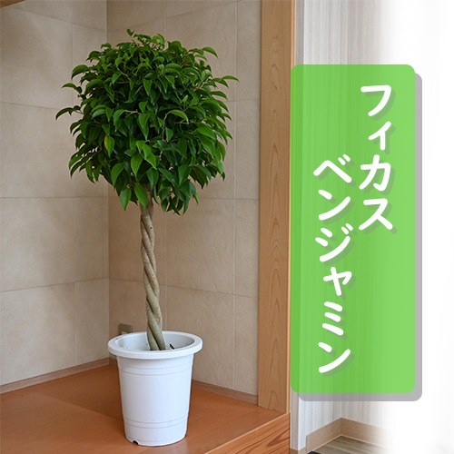 ベンジャミン レジナルド 送料無料 観葉植物：フィカス ベンジャミン レジナルド*プラポット : 遊恵