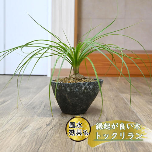 楽天市場】【現品発送】トックリラン（ポニーテール） 8号フレグラー