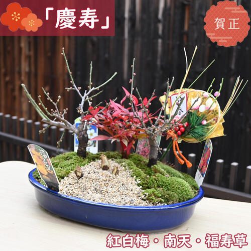 楽天市場】2026年縁起物お正月 贈り物 七福 南天 鉢植え ナンテン