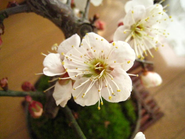 梅盆栽 白梅盆栽　2026年2月頃開花の　白の一重梅盆栽