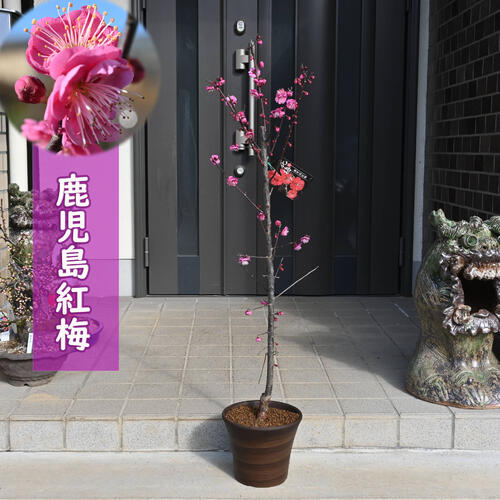 楽天市場】ウメ盆栽【2025年2月開花 花芽付き】八重寒紅梅 鉢植え梅盆栽 紅梅 八重咲き花梅 寒梅いい香り 良い匂い :  園芸百貨店何でも揃うこぼんさい