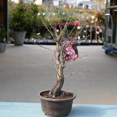 楽天市場】希少咲き分け無類絞梅盆栽盆栽 梅2025年花芽有り 【盆栽向き