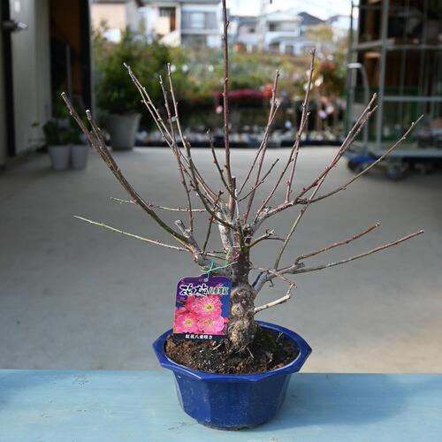 楽天市場】ウメ盆栽向け【2026年2月開花緋の司プラ鉢植え梅盆栽 紅梅