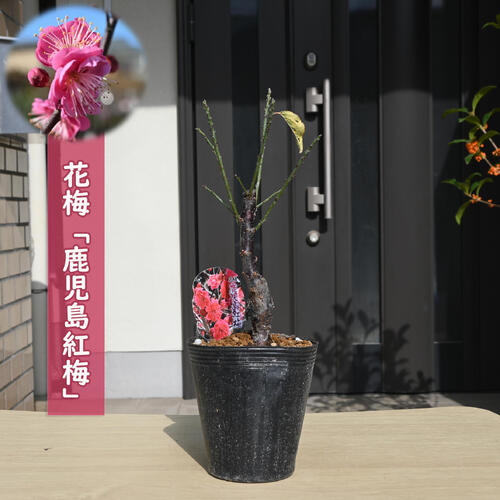 楽天市場】鉢植え 梅鹿児島紅梅2026年3月開花 花梅 : 園芸百貨店何でも