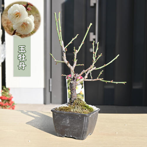 楽天市場】2026年2月～3月に開花香りを楽しむ玉牡丹梅盆栽2026年白梅