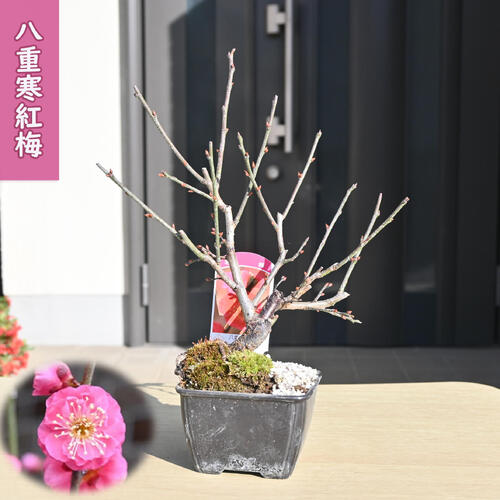 楽天市場】6号サイズ2025年開花 未開紅梅盆栽向け梅梅盆栽ミニ梅の