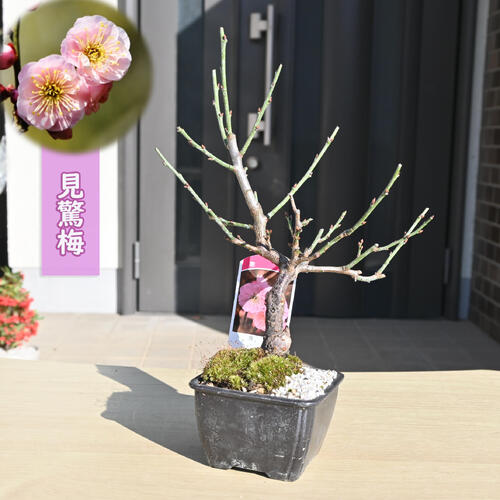 楽天市場】2026年2月頃開花 日光 梅盆栽 八重咲き お祝い 梅盆栽 にっ