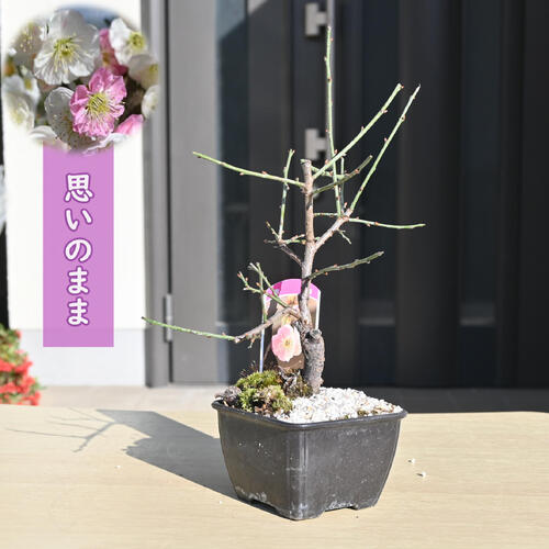 盆栽　紅梅　梅 楽天市場】6号サイズ2025年開花 未開紅梅盆栽向け梅梅盆栽ミニ梅の