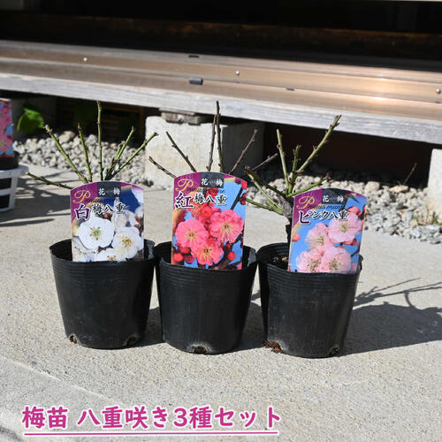 梅 盆栽 ピンク八重咲き 笑楽 7号鉢つき さ 【公式通販】