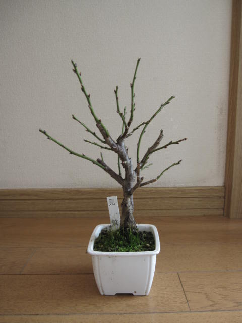 楽天市場】希少咲き分け無類絞梅盆栽盆栽 梅2025年花芽有り 【盆栽向き