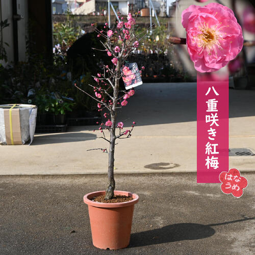 楽天市場】鉢植え 梅鹿児島紅梅2026年3月開花 花梅 : 園芸百貨店何でも