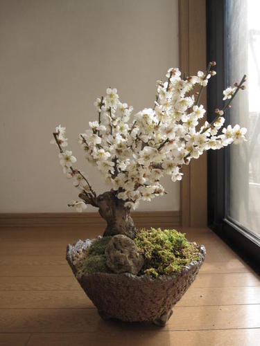 盆栽　玉牡丹　八重白梅　花芽満点 楽天市場】玉牡丹梅盆栽2025年白梅盆栽八重白梅純白の白い梅