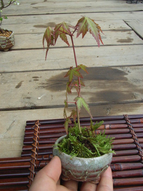 How To Plant A Tree Instructables