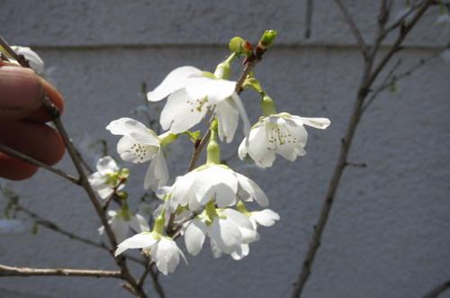 楽天市場 桜を植樹 桜の苗 緑桜 がくの所が緑色が特徴の みどり桜 園芸百貨店何でも揃うこぼんさい