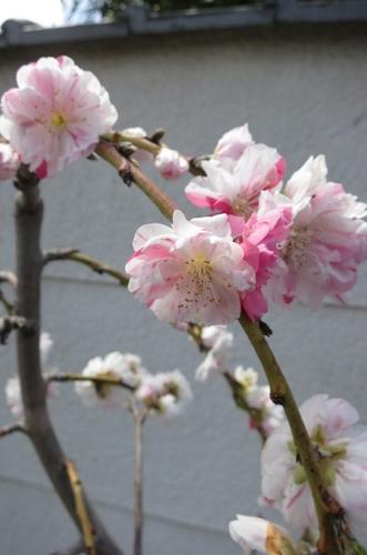 楽天市場 源平しだれ桃桃の木鉢植えしだれ桃 桃鉢 しだれ源平桃 園芸百貨店何でも揃うこぼんさい