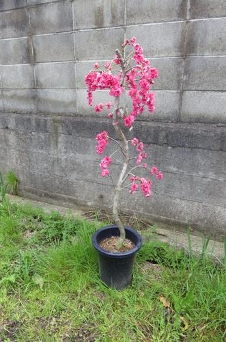 楽天市場 桃の木 庭木苗 しだれ桃 赤色桃の花 このサイズではめずらしい しだれ桃の木 桃の花 園芸百貨店何でも揃うこぼんさい