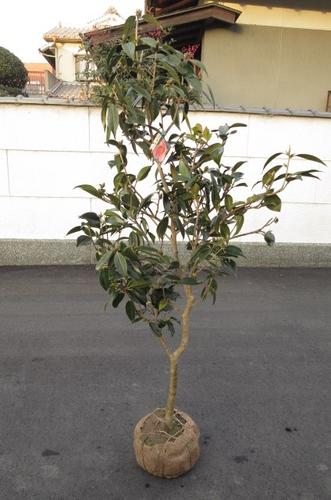 楽天市場】椿庭木絵日傘椿 ツバキ 大苗 樹齢約20年 : 園芸百貨店