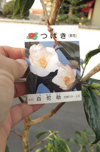 21年開花苗白侘介椿 苗椿苗白侘助椿大苗ツバキつばき苗木 Onpointchiro Com