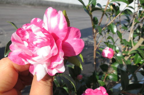 蕾突きとめる花御堂サザンカ  【庭木】 【山茶花】サザンカ苗