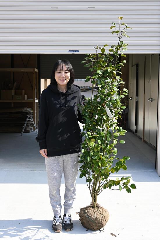 楽天市場】紅乙女椿苗木紅乙女ツバキ苗 ツバキ苗 【花苗植木】 【ツバキ苗】椿 紅乙女 コウオトメ椿 : 園芸百貨店何でも揃うこぼんさい