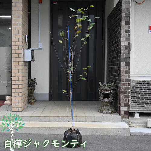楽天市場】白樺苗白樺庭木 白樺シラカバ ジャックモンティ苗 シラカバ