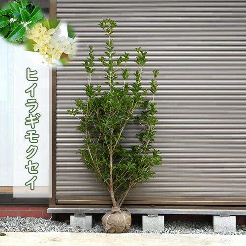 Amazon.co.jp: 鉢植えオニ柊 オニヒイラギテラコッタ鉢植え