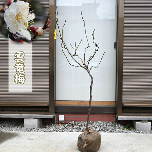 雲龍梅　古木　７号ポットつき　特大❗ 雲龍梅 古木 白花 7号ポットつき 特大❗ ま - メルカリ