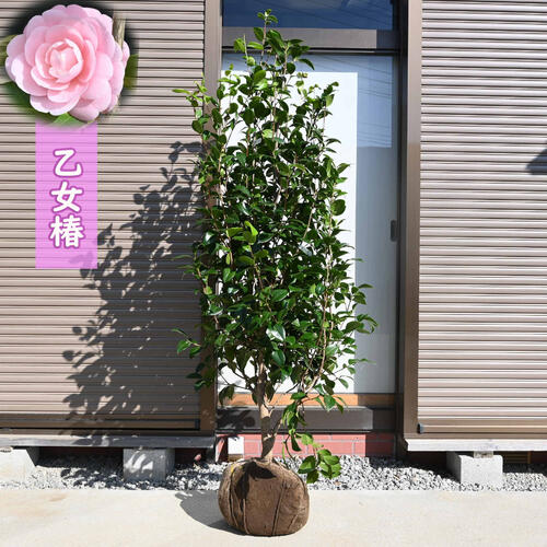 楽天市場】大苗 白乙女 椿 根巻苗 樹高150～160センチ【椿苗庭木