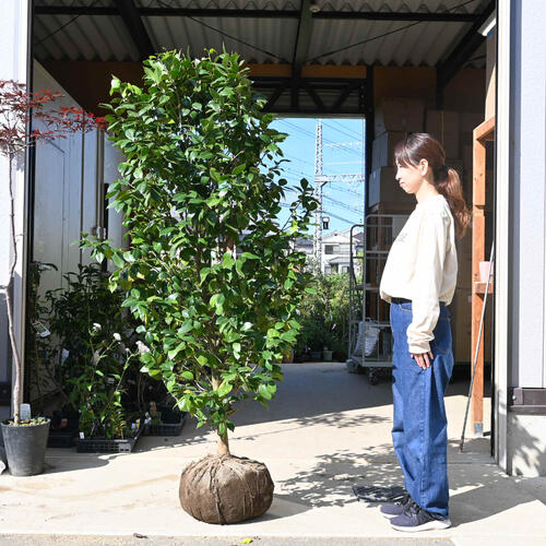大苗 白手入らず 椿 根巻苗  樹高150～160浪華節的【椿苗庭木】八重咲き はくおとめ
