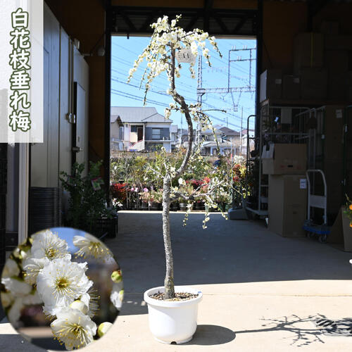 2026年3月開花中 しだれ梅苗 白花 大きい苗 八重咲き 枝垂れ梅